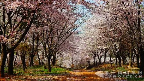 清鎮(zhèn)櫻花.jpg
